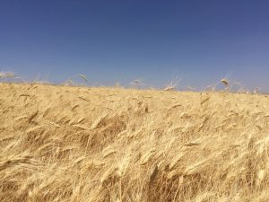 Pilavlık. Köftelik Bulgur Fabrikası